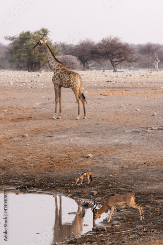 Giraffe (Giraffa camelopardalis angiogenesis), black-faced impala (Aepyceros Melampus petersi), and black-backed jackal (Canis Mesomelas) visit Chudob waterhole, Etosha National Park, Namibia, Africa. photo