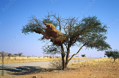 Africa, Namibia. Nest of the Social Weaver or Sociable Weaver (Philetairus socius). Many weavers nest in separate holes in the nest. photo