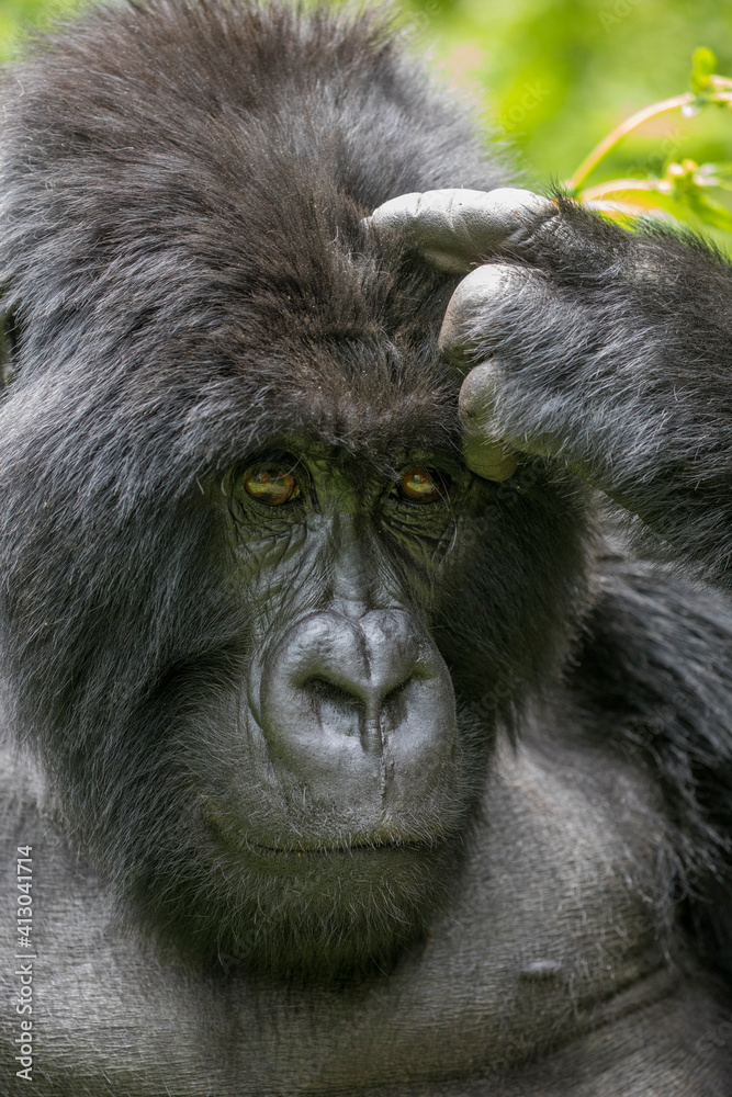 Africa, Rwanda, Volcanoes National Park, Portrait of adult male Mountain Gorilla (Gorilla beringei beringei) scratching forehead in rainforest in Virunga Mountains Africa, Rwanda, Volcanoes National Park, Portrait of adult male Mountain Gorilla (Gorilla beringei beringei) scratching forehead in rainforest in Virunga Mountains