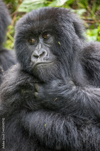 Africa, Rwanda, Volcanoes National Park, Portrait of Mountain Gorilla (Gorilla beringei beringei) resting in rainforest in Virunga Mountains © Danita Delimont