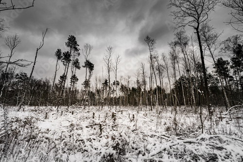 Umierający zimowy las