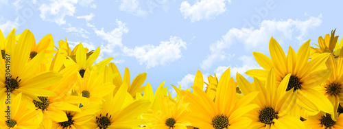 yellow flower and blue sky