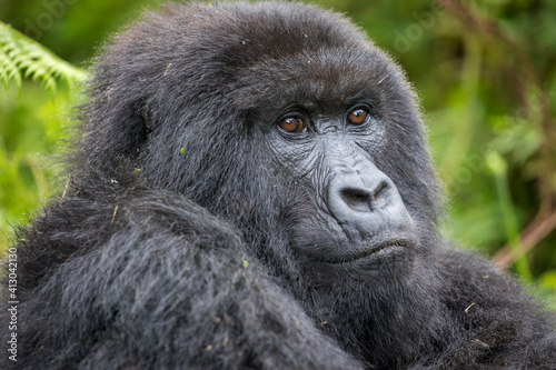 Africa, Rwanda, Volcanoes National Park, Mountain Gorilla (Gorilla beringei beringei) resting in rainforest in Virunga Mountains