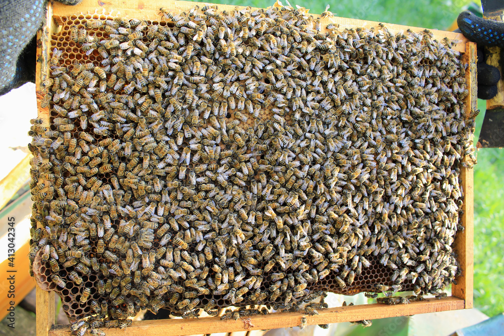 a bee family sitting on a honeycomb frame a bee family sitting on a honeycomb frame
