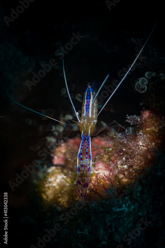 Pedersen Cleaner Shrimp on the reef off the Dutch Caribbean island of Sint Maarten photo