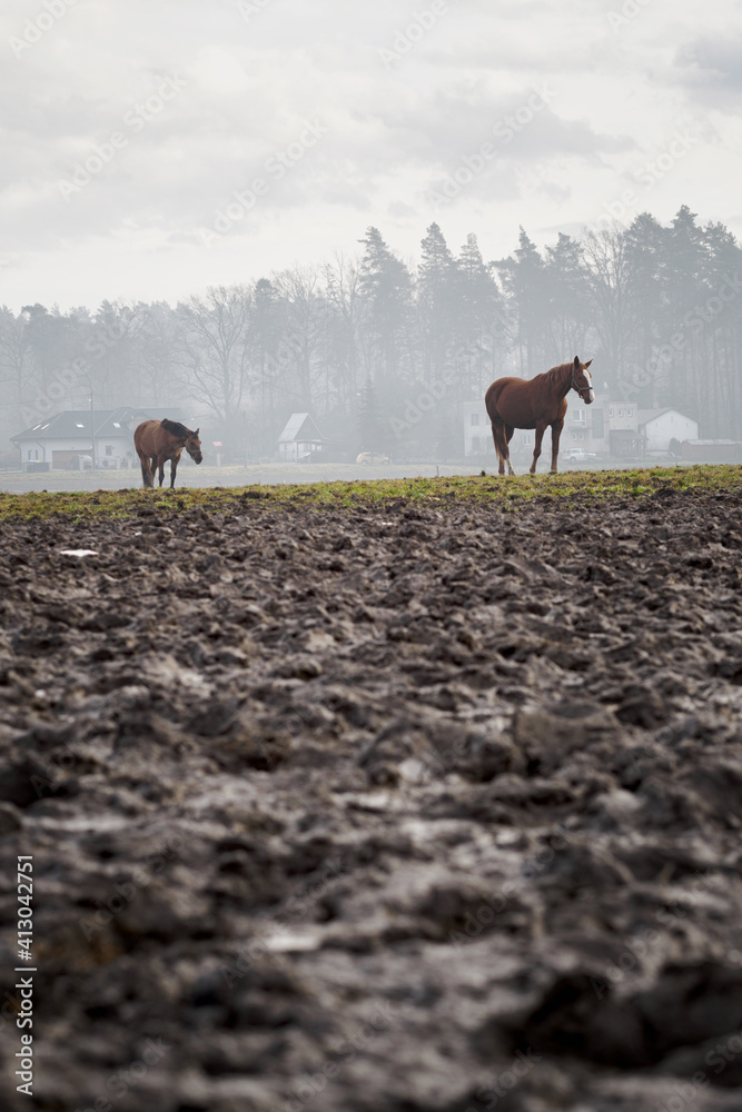 Horse grazing with mud in the foreground and forest in the background.