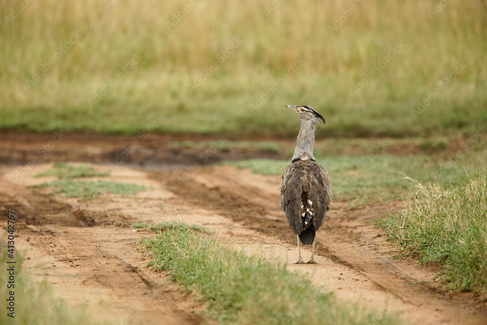 Kori Bustard, Serengeti National Park, Tanzania, Africa. Kori Bustard, Serengeti National Park, Tanzania, Africa.