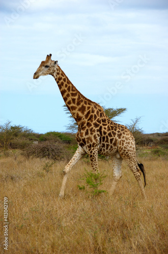 Africa  South Africa  KwaZulu Natal  Hluhluwe  giraffe at Zulu Nyala Game Reserve 