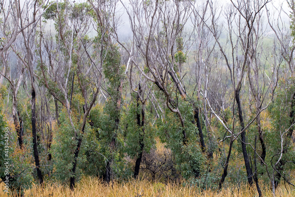 Burnt trees and re-growth after 2020 fires in East Coast of Australia Burnt trees and re-growth after 2020 fires in East Coast of Australia