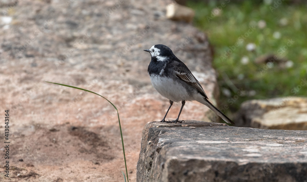 Obraz premium Pied Wagtail