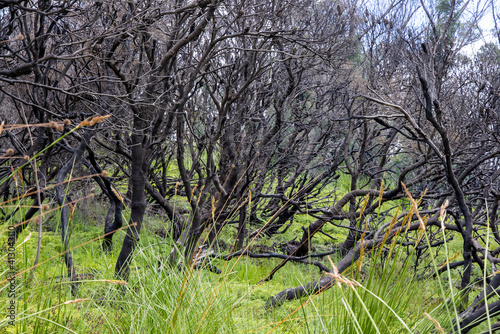 New growth with burnt and dead Banksia Trees after devestating fires along Australia's East coast in 2020 photo