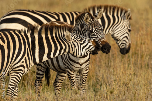 Burchell s zebra  Serengeti National Park  Tanzania  Africa.