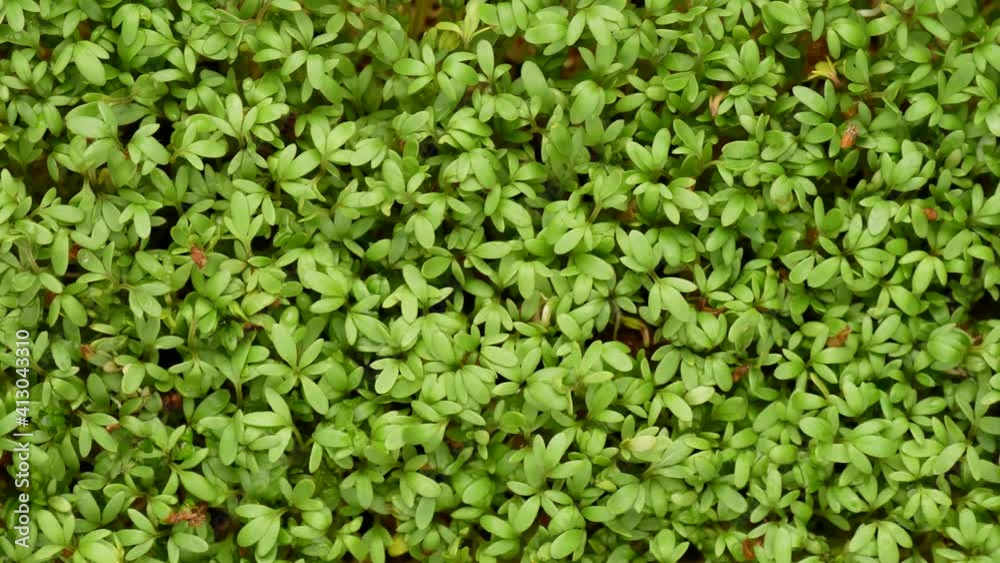 Microgreen garden cress, dolly shot. Microgreen garden cress, dolly shot.