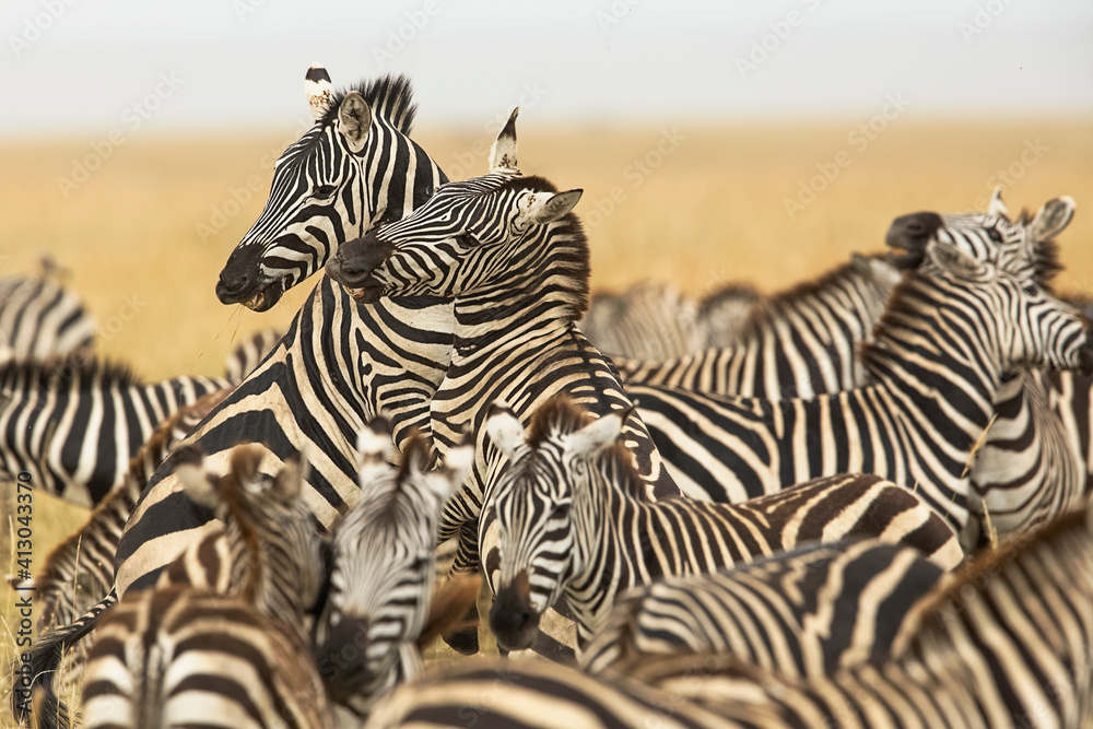 Fototapeta premium Burchell's zebra stallions fighting, Serengeti National Park, Tanzania, Africa.