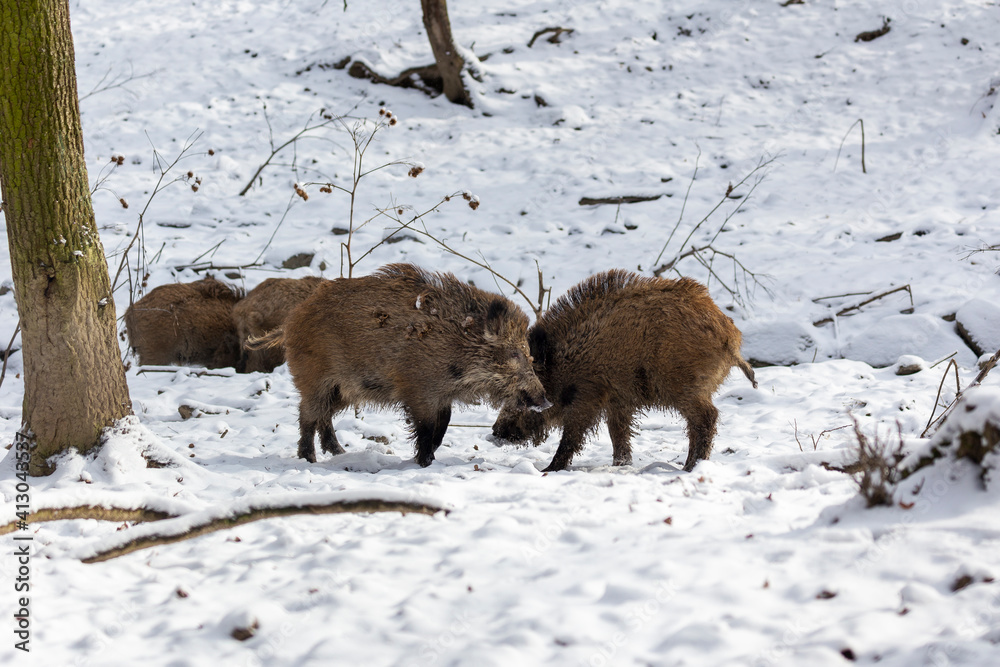Two young wild boars poking each other in a deciduous, snowy forest. Two young wild boars poking each other in a deciduous, snowy forest.