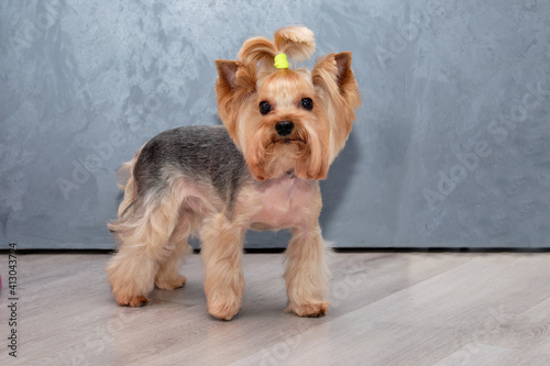 A Yorkshire terrier with a short-cropped coat.