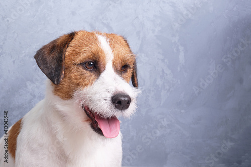 Jack Russell Terrier dog white-brown color muzzle and eyes close-up on a background of plaster