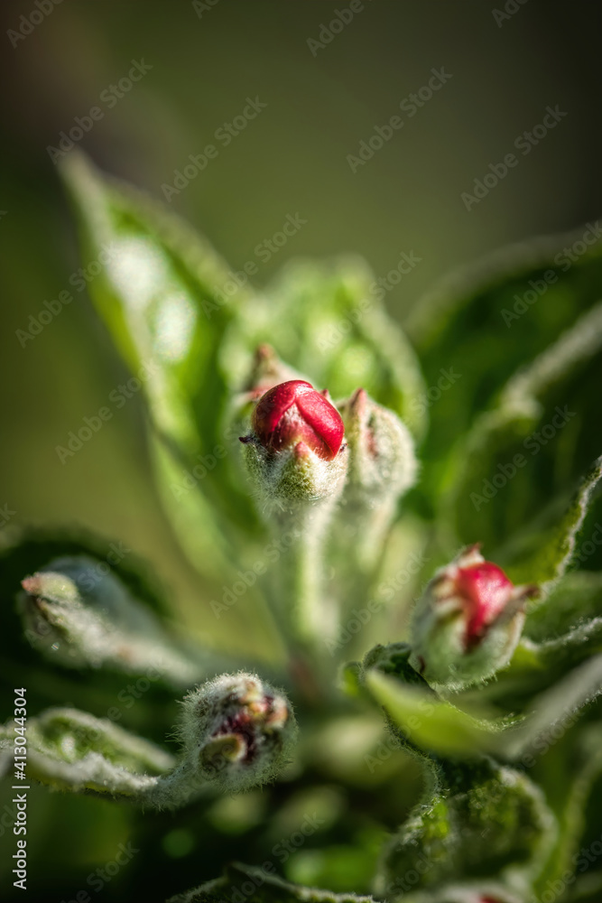 Blooming apple spring garden. Delicate flowers of the apple tree Blooming apple spring garden. Delicate flowers of the apple tree