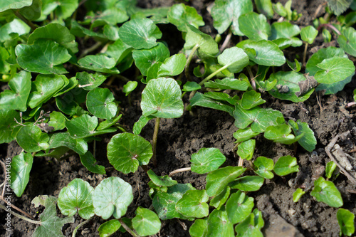 Scharbockskraut, Ranunculus ficaria, Blätter im Frühling, hier im Garten