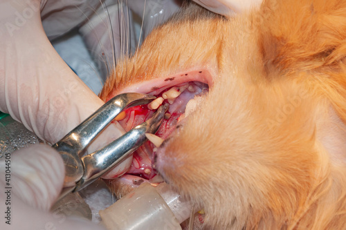 Surgical removal of the damaged tooth in dogs. The process of tooth extraction (veterinary stomatology) photo