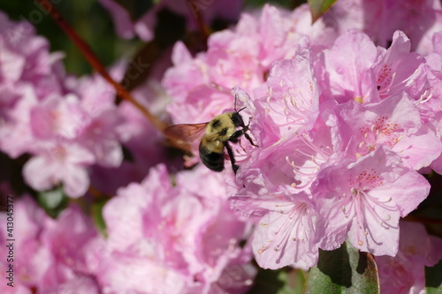 Bee on a Rhododendron