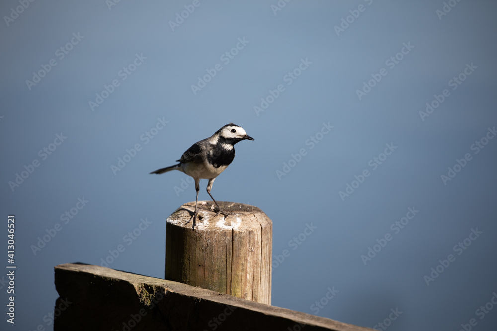 Pied Wagtail Pied Wagtail