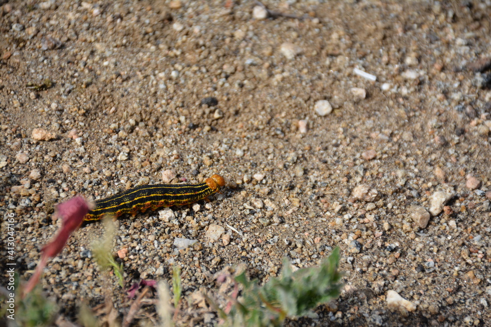 Caterpillar in spring southern California desert