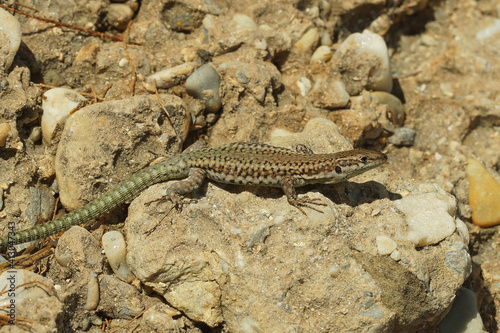 Closeup of the rare Andalusian wall lizard, Podarcis vaucheri in the sun on stones