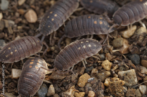 An aggregation of Porcellio ornatus woodlice at Lake Venuela  Andalusia  Spain