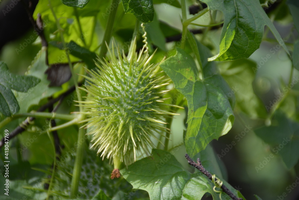 Spikey tree flower Spikey tree flower