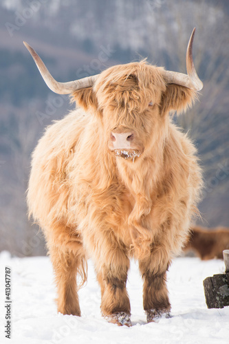 Beautiful horned Highland Cattle enjoying the Sunrise on a Frozen Meadow 