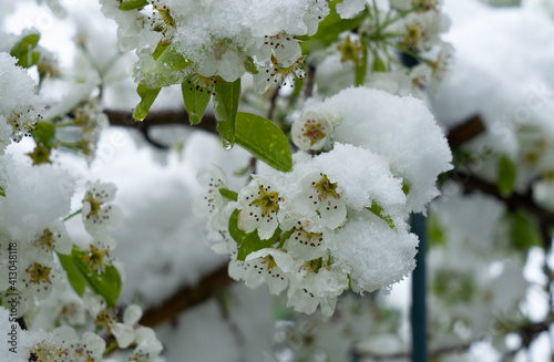 Birnbaum-Blüten, verschneit, Anfang Mai im Garten im Allgäu