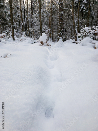 Fox footprints in the snow. Snow covered trees. Forest in winter 