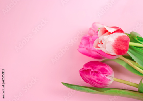 Fototapeta Naklejka Na Ścianę i Meble -  Closeup of bouquet with beautiful colorful tulips on pink background with copy space for text. Design for greeting card - Mother's Day, Women Day, 8 March or Valentines Day concept, selective focus