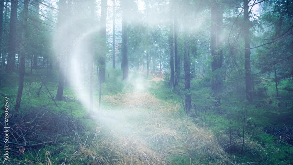 Mystic fog in a mossy forest fairy tale landscape. Shot moving forward through dense trees.