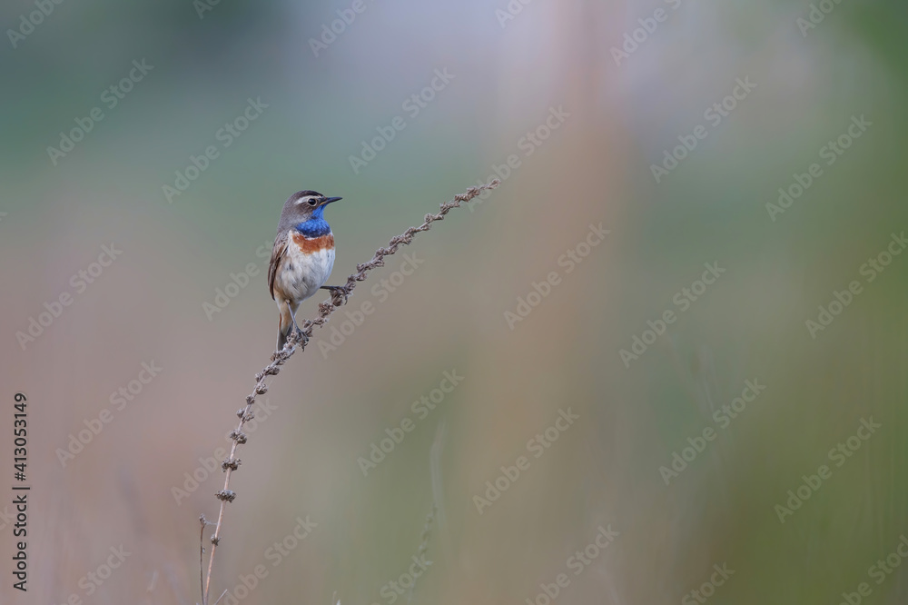 bluethroat (Luscinia svecica) male in springtime trying to impress the famales sitting in the grassland in the Netherlands
