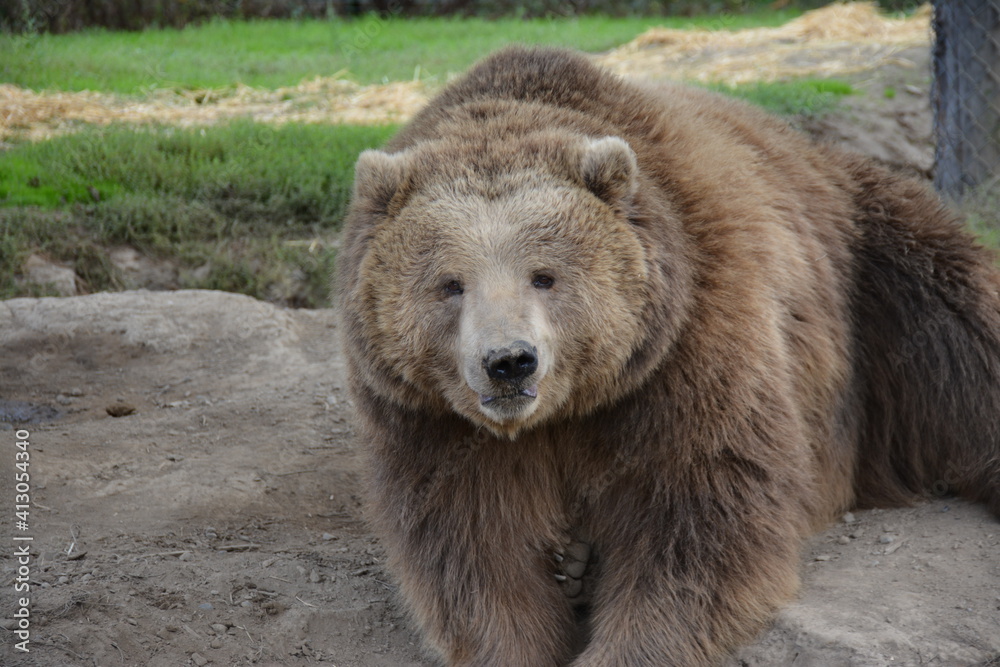 Fototapeta premium brown bear portrait