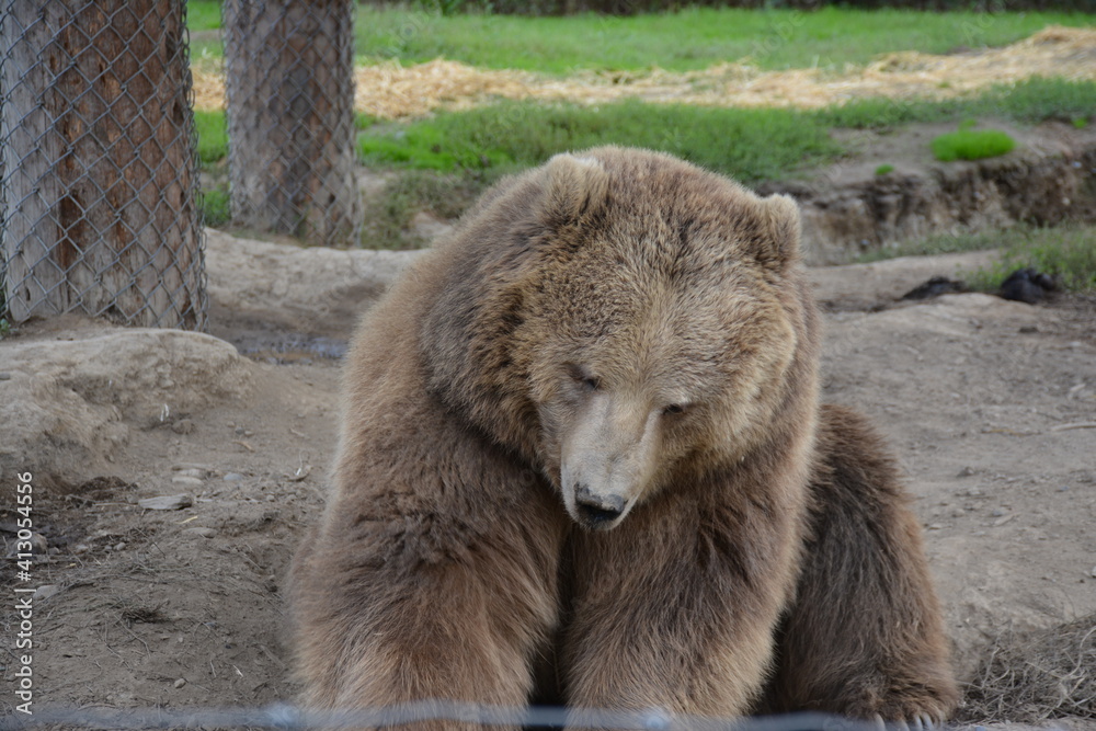Obraz premium brown bear portrait