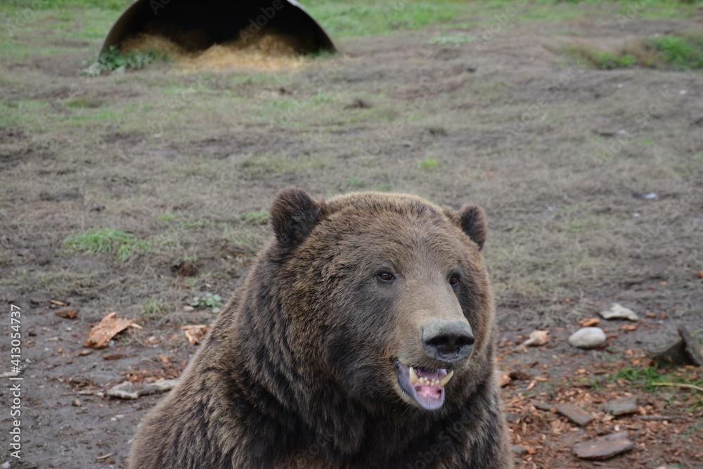 Fototapeta premium brown bear portrait