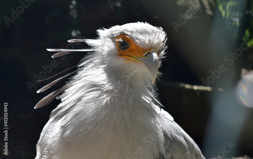 Close up of a bird