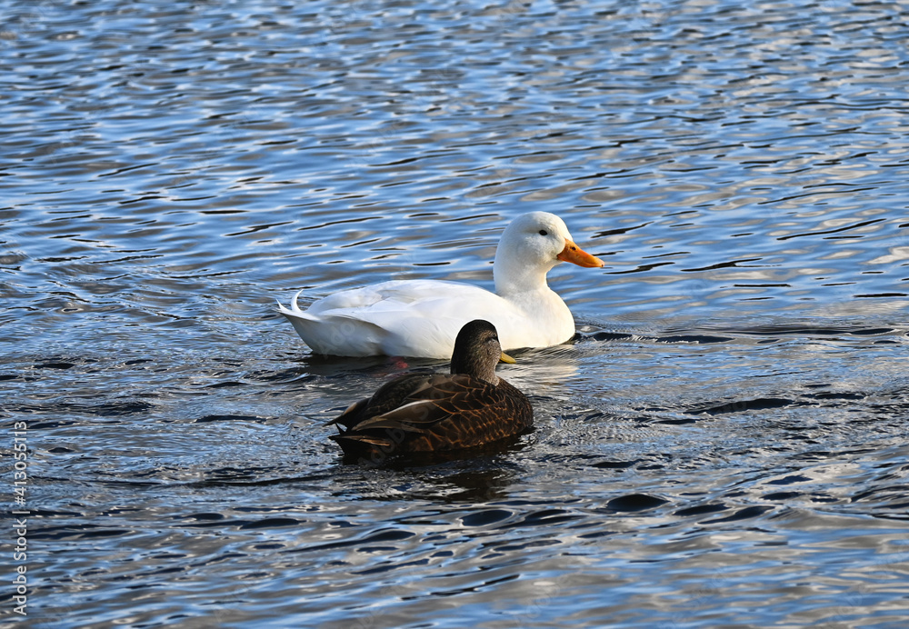 white duck swimming in the water white duck swimming in the water