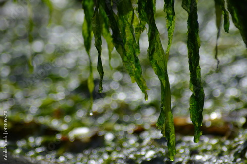 Seaweed on beach