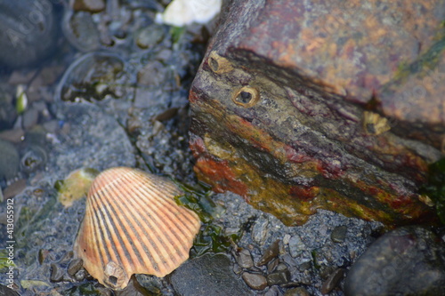 shell on the beach