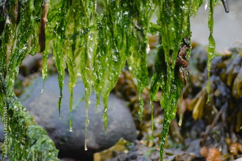 water drops on a tree branch