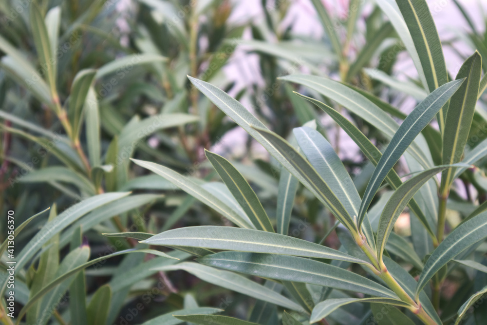Branches with poisonous leaves of an oleander plant (Nerium oleander