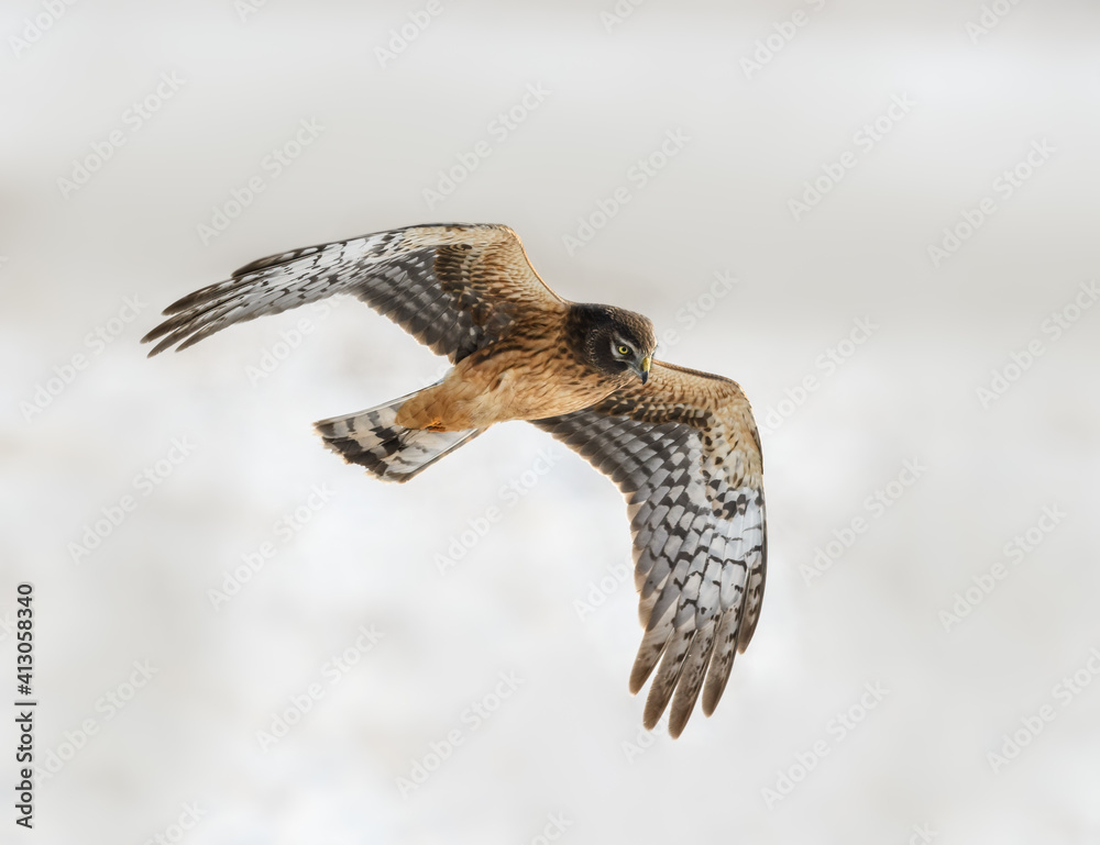 Fototapeta premium Northern Harrier in Flight, Closeup Portrait in Winter