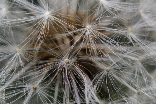 Dandelion in macro with dark background