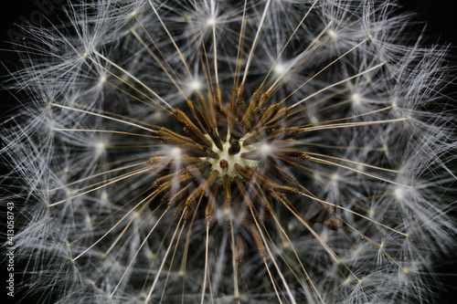 Dandelion in macro with dark background