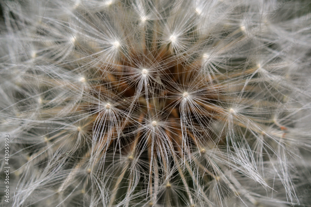 Dandelion in macro with dark background Dandelion in macro with dark background