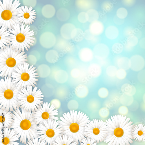 Nature summer background with daisies. Blooming medical daisies.